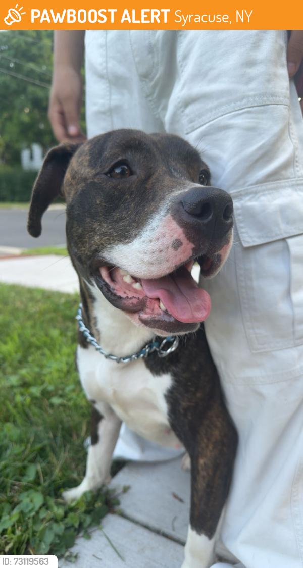 Found/Stray Female Dog last seen pharis street off of herkimer, Syracuse, NY 13204