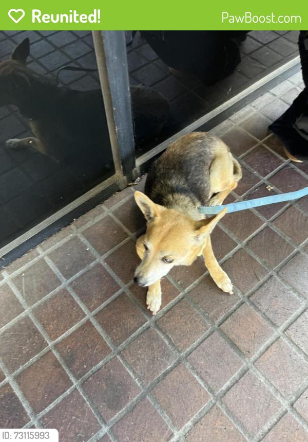 Reunited Male Dog last seen Via de la oro and Hughes way, Long Beach, CA 90810