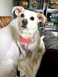 Reunited Female Dog last seen Lemay Ferry Rd, Lemay Gardens Drive, St. Louis, MO 63125