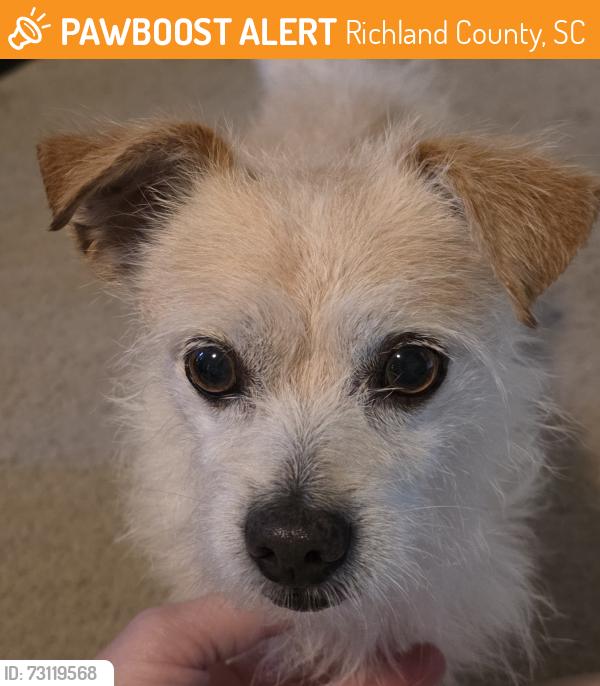 Found/Stray Male Dog last seen Lee rd and ashley hall rd, Richland County, SC 29229
