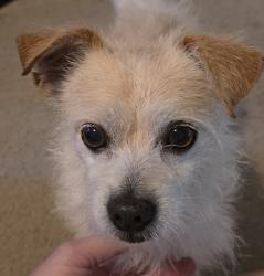 Found/Stray Male Dog last seen Lee rd and ashley hall rd, Richland County, SC 29229