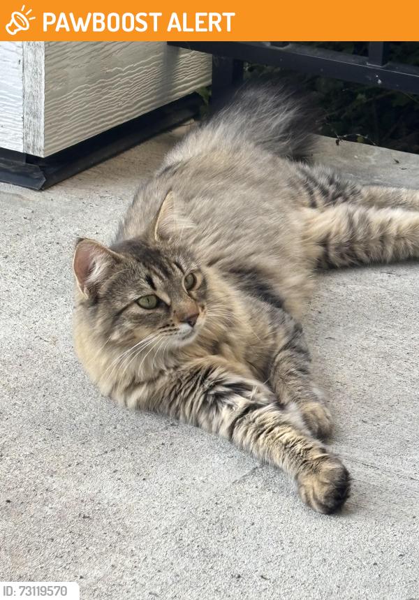 Found/Stray Unknown Cat last seen Near 199 Street, Edmonton, AB T6M 2W1