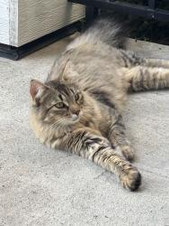 Found/Stray Unknown Cat last seen Near 199 Street, Edmonton, AB T6M 2W1