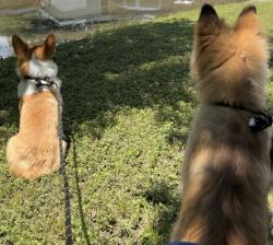 Reunited Male Dog last seen 14th st, Plano, TX 75074