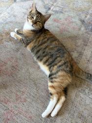 Lost Female Cat last seen McFadden and Goldenwest, Westminster, CA 92683