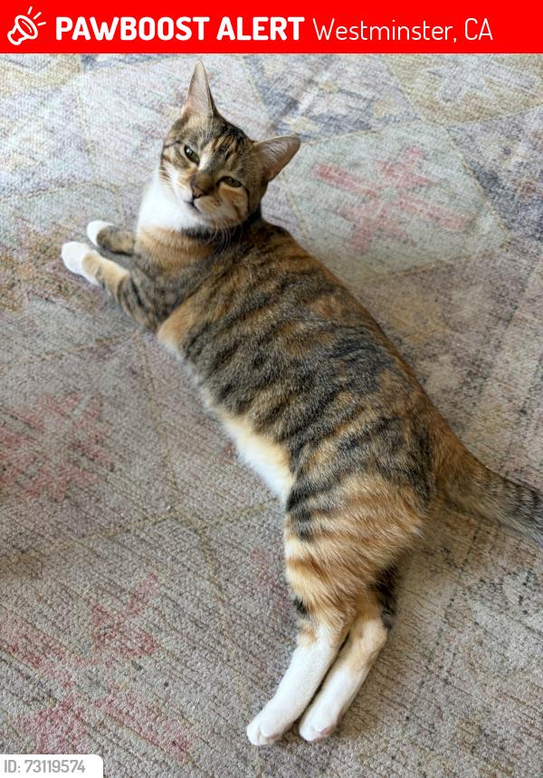 Lost Female Cat last seen McFadden and Goldenwest, Westminster, CA 92683