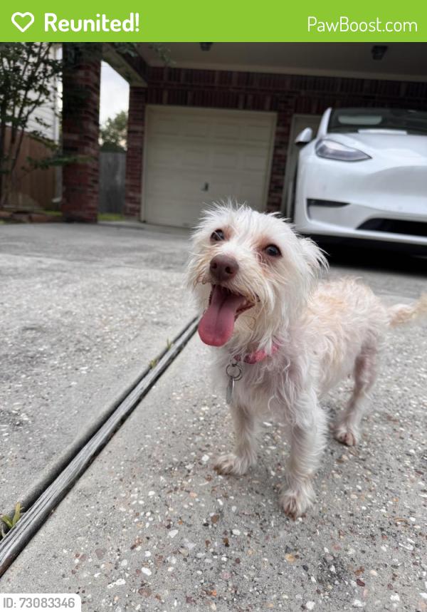 Reunited Female Dog last seen Northgate Crossing, Spring, TX 77373