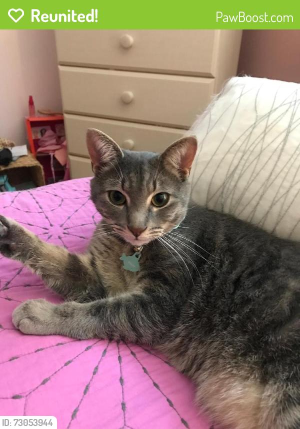 Reunited Male Cat last seen Austin Dr. Dover NH 03820, Dover, NH 03820
