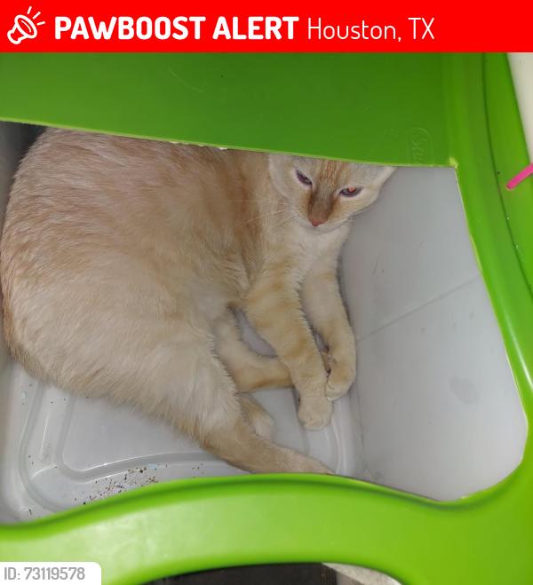 Lost Male Cat last seen Fallbrook, Houston, TX 77064