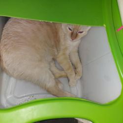Lost Male Cat last seen Fallbrook, Houston, TX 77064