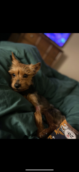Lost Male Dog last seen S Old Mill, Deltona, FL 32725