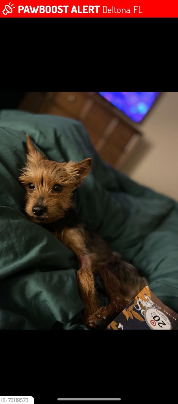 Lost Male Dog last seen S Old Mill, Deltona, FL 32725