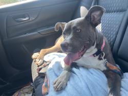 Reunited Female Dog last seen Rosewood road towards old Smithfield road, Goldsboro, NC 27530
