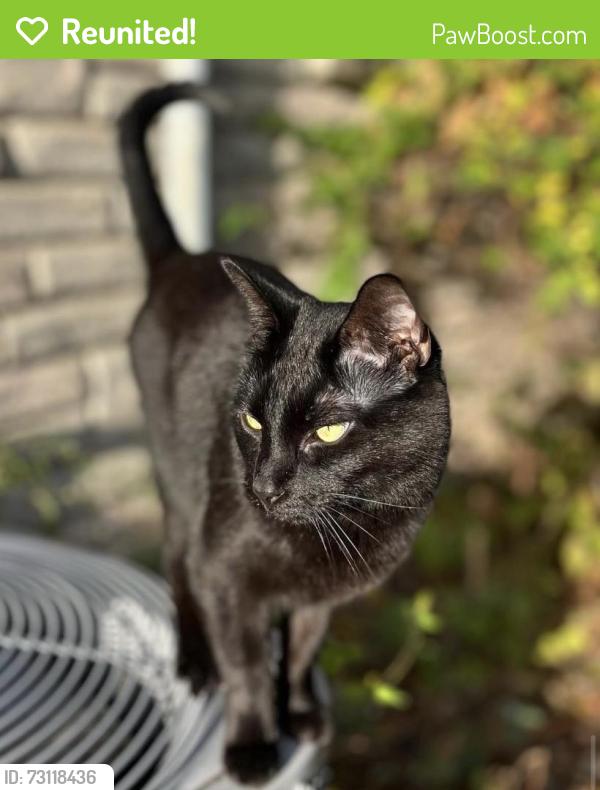 Reunited Female Cat last seen Near Central Pkwy, O'Fallon, MO 63366, USA, O'Fallon, MO 63366