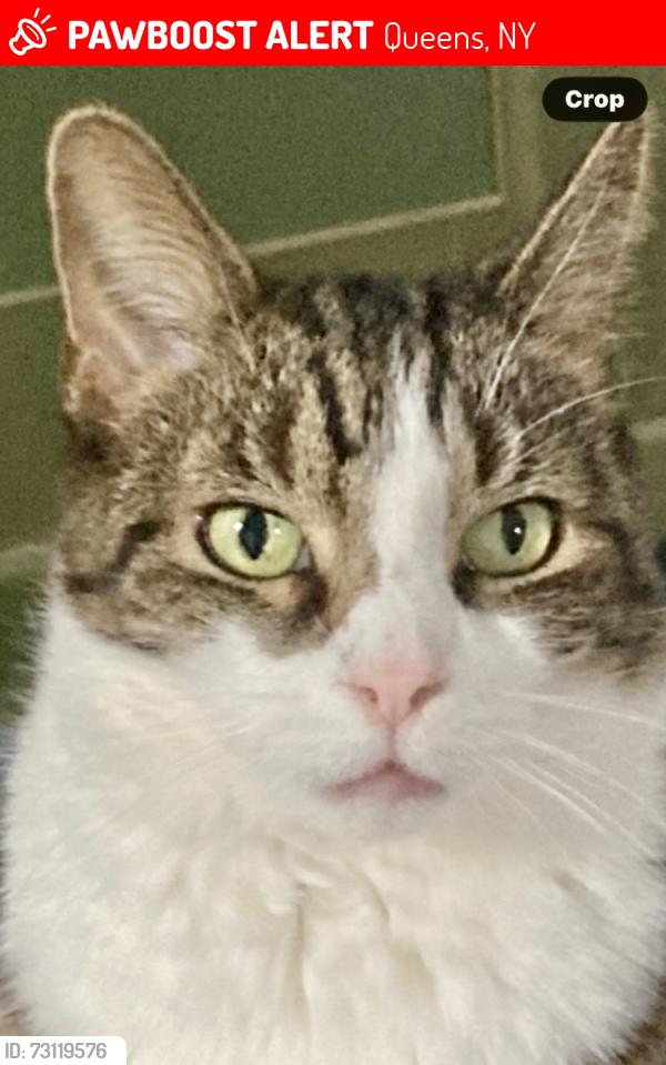 Lost Female Cat last seen Sabre St.  Braddock Ave.   Winchester Blvd, Queens, NY 11427