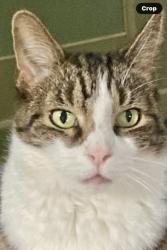 Lost Female Cat last seen Sabre St.  Braddock Ave.   Winchester Blvd, Queens, NY 11427
