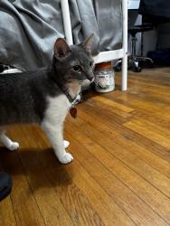 Reunited Male Cat last seen Willis Ave and Avon, Staten Island, NY 10301