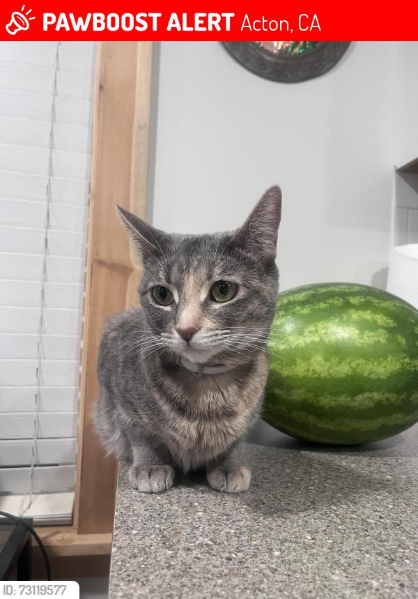 Lost Female Cat last seen bent spur dr acton ca 93510, Acton, CA 93510