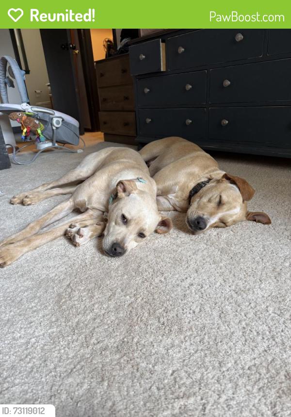 Reunited Male Dog last seen Watkins ford rd, Kernersville, NC 27284