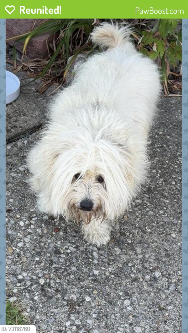 Reunited Unknown Dog last seen Hanover Rd in Forest Park, Forest Park, OH 45240