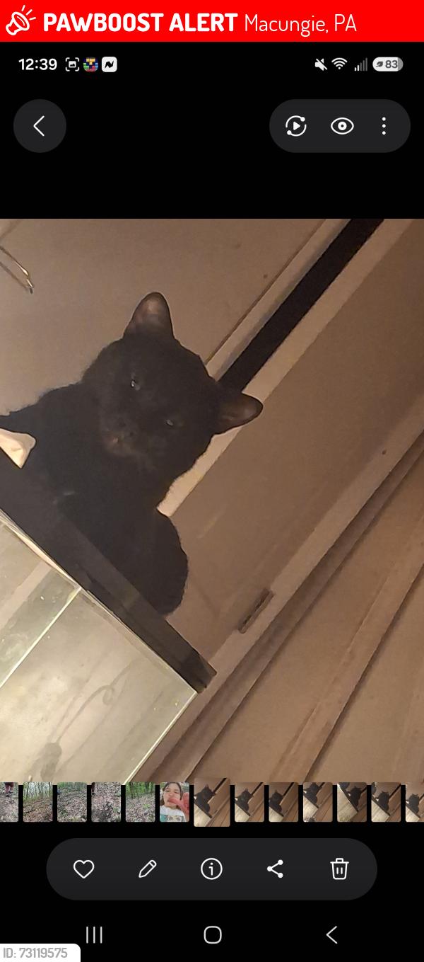 Lost Male Cat last seen Near, Macungie, PA 18062