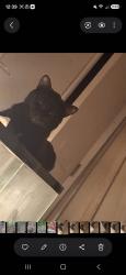 Lost Male Cat last seen Near, Macungie, PA 18062
