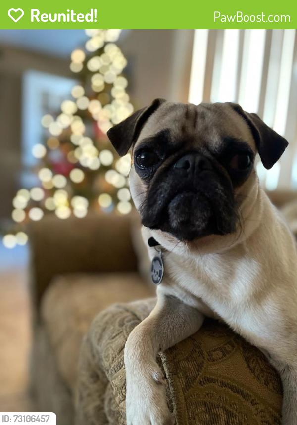 Reunited Male Dog last seen 51st avenue and Osborne, Phoenix, AZ 85031