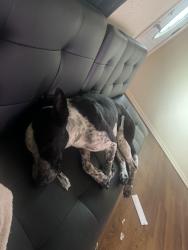 Lost Male Dog last seen West New Hampshire, Harlingen, TX 78552