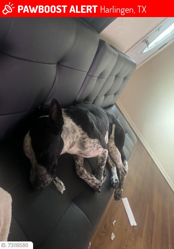 Lost Male Dog last seen West New Hampshire, Harlingen, TX 78552