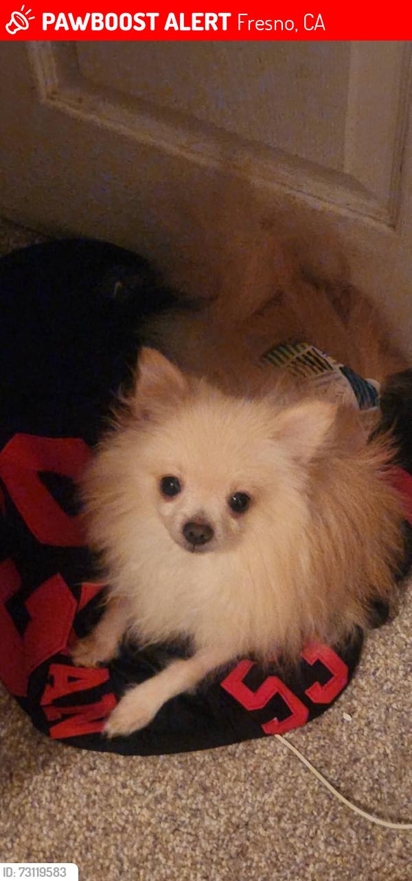 Lost Male Dog last seen Selland and shields, Fresno, CA 93711