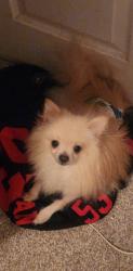 Lost Male Dog last seen Selland and shields, Fresno, CA 93711