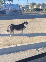 Found/Stray Unknown Dog last seen McKinley & Milbrook, Fresno, CA 93703
