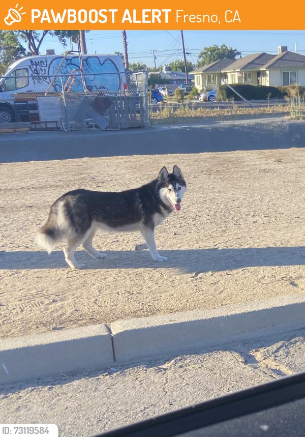Found/Stray Unknown Dog last seen McKinley & Milbrook, Fresno, CA 93703