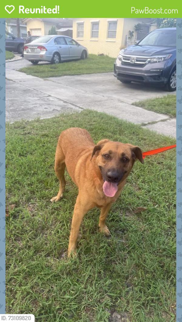 Reunited Male Cat last seen Near nw 47 terrace, Lauderhill, FL 33313