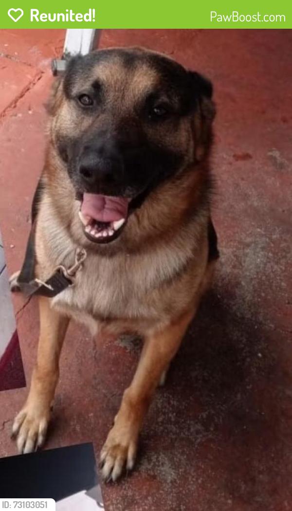 Reunited Male Dog last seen Near w 51 st Hialeah fl 33012, Hialeah, FL 33012