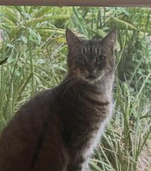 Reunited Female Cat last seen Obsidian Dr in Caldera, Spring Hill, FL 34609