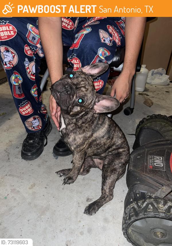 Found/Stray Female Dog last seen De Gonzalo Way, San Antonio, TX 78109
