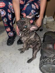 Found/Stray Female Dog last seen De Gonzalo Way, San Antonio, TX 78109
