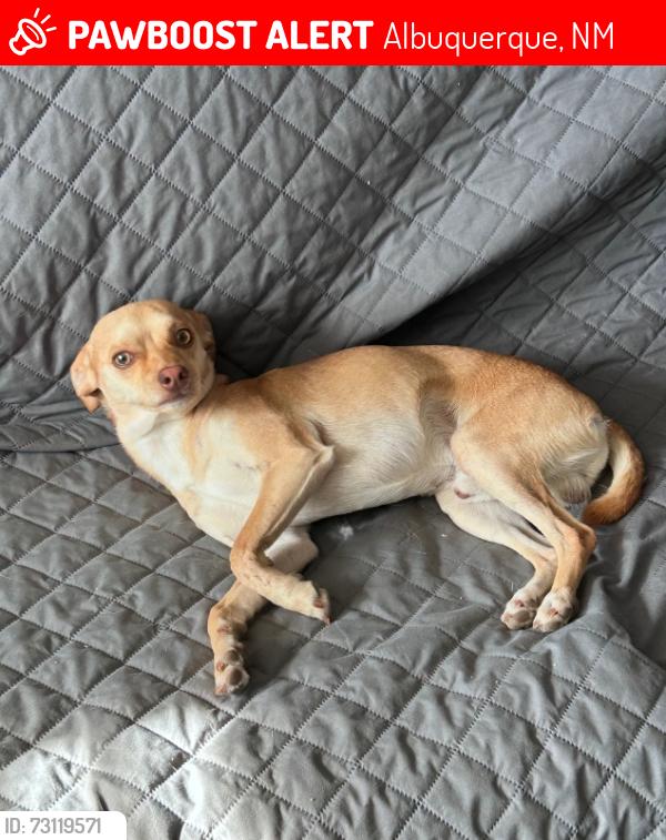 Lost Male Dog last seen Messilla st se 602, Albuquerque, NM 87108