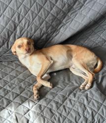Lost Male Dog last seen Messilla st se 602, Albuquerque, NM 87108