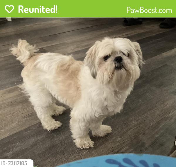 Reunited Male Dog last seen Rockaway Blvd, Queens, NY 11436