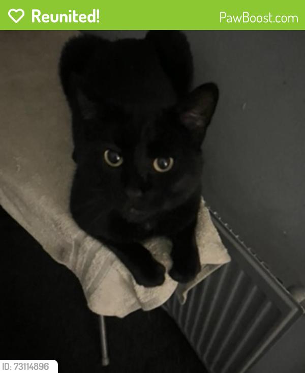 Reunited Male Cat last seen hyde park, West Yorkshire, England LS6 1HH