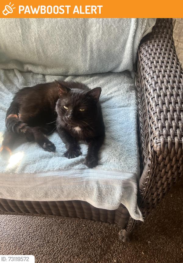 Found/Stray Male Cat last seen Canterbury and Waterdam Road, North Strabane Township, PA 15317