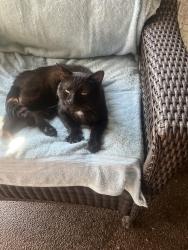 Found/Stray Male Cat last seen Canterbury and Waterdam Road, North Strabane Township, PA 15317