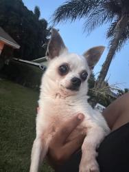 Lost Male Dog last seen Haverhill and Okeechobee, West Palm Beach, FL 33417