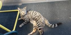 Reunited Male Cat last seen 108th Avenue, Portland, OR 97220