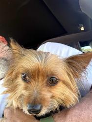 Reunited Female Dog last seen Pipeline and woodview road, Chino Hills, CA 91709
