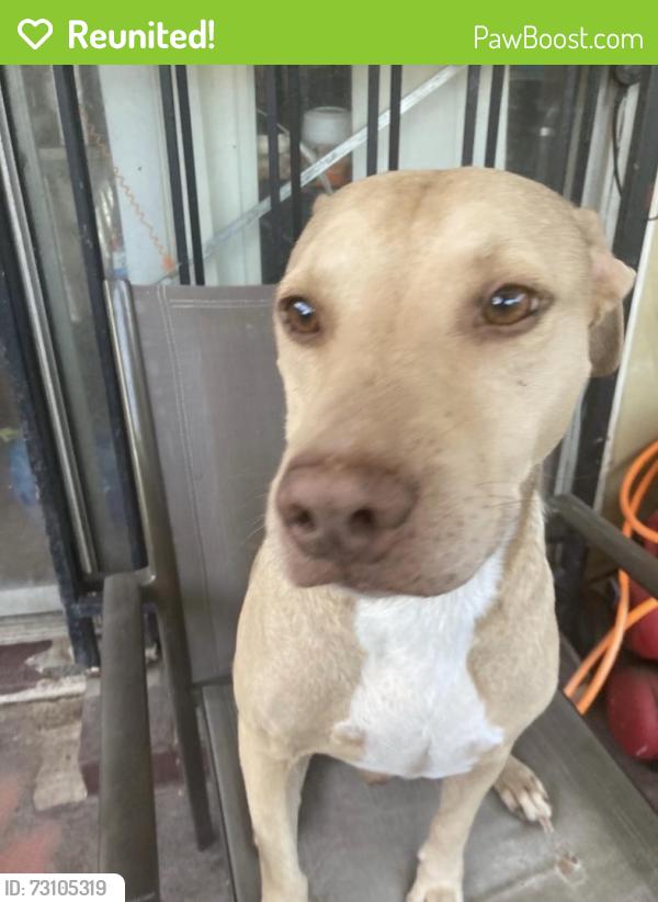 Reunited Male Dog last seen Mullins and willowbend, Houston, TX 77096