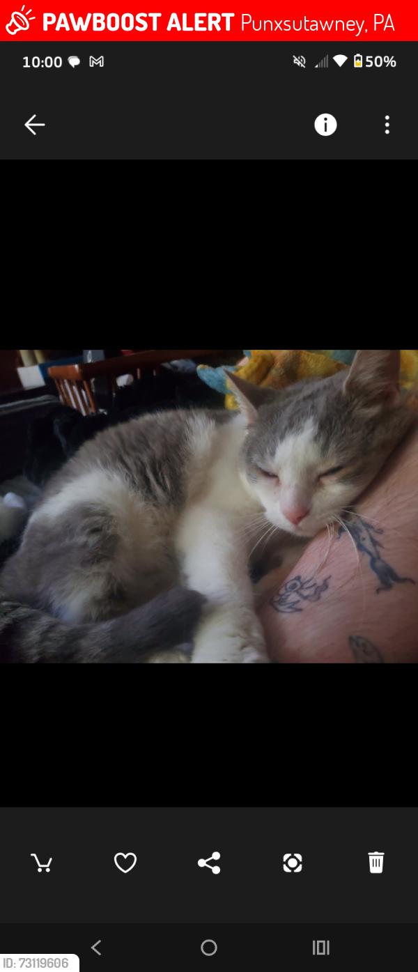 Lost Female Cat last seen Near Butch's onion store on 119, Punxsutawney, PA 15767