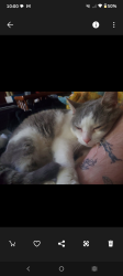 Lost Female Cat last seen Near Butch's onion store on 119, Punxsutawney, PA 15767